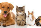 Home From Home Pet Care Ltd