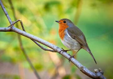Pearson Park Bird Walk