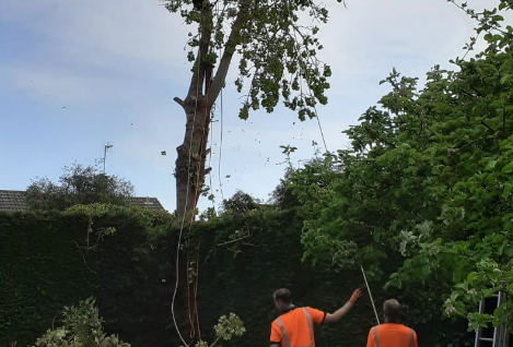 Anlaby Tree Services