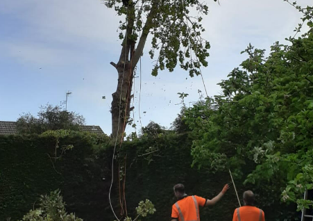 Anlaby Tree Services