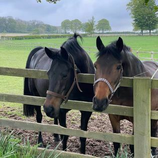 Rowley Manor Stables