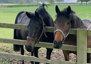 Rowley Manor Stables