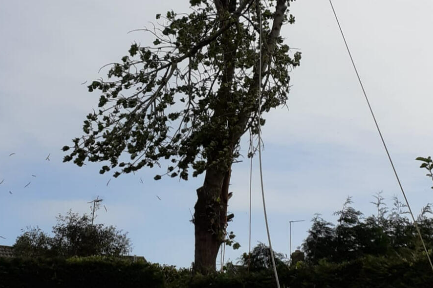 Anlaby Tree Services