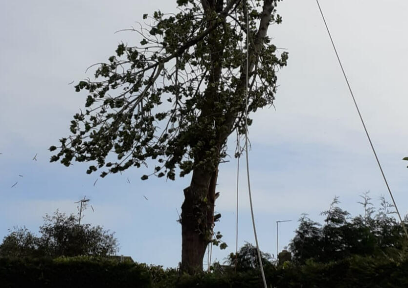 Anlaby Tree Services