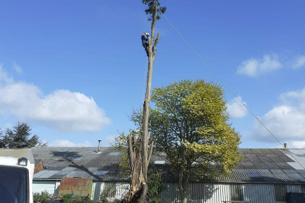 Anlaby Tree Services