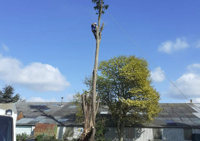 Anlaby Tree Services