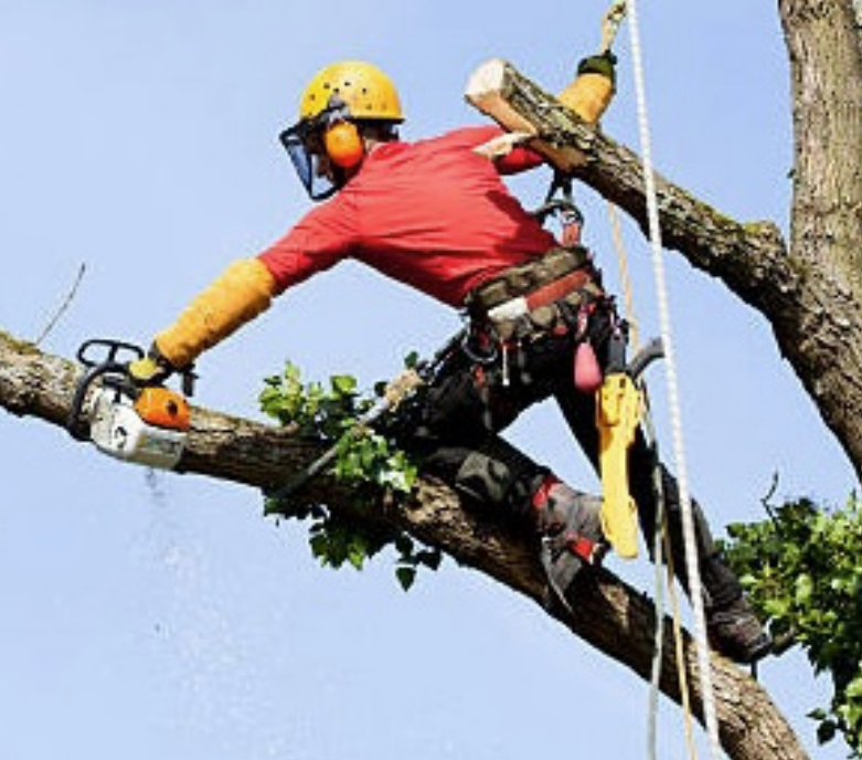 Anlaby Tree Services