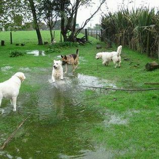 Bilton Kennels