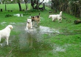 Bilton Kennels